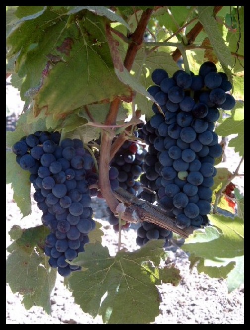 Grappes de raisins